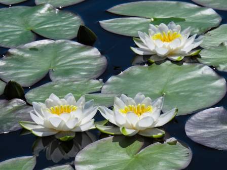 How to Plant Water Lilies