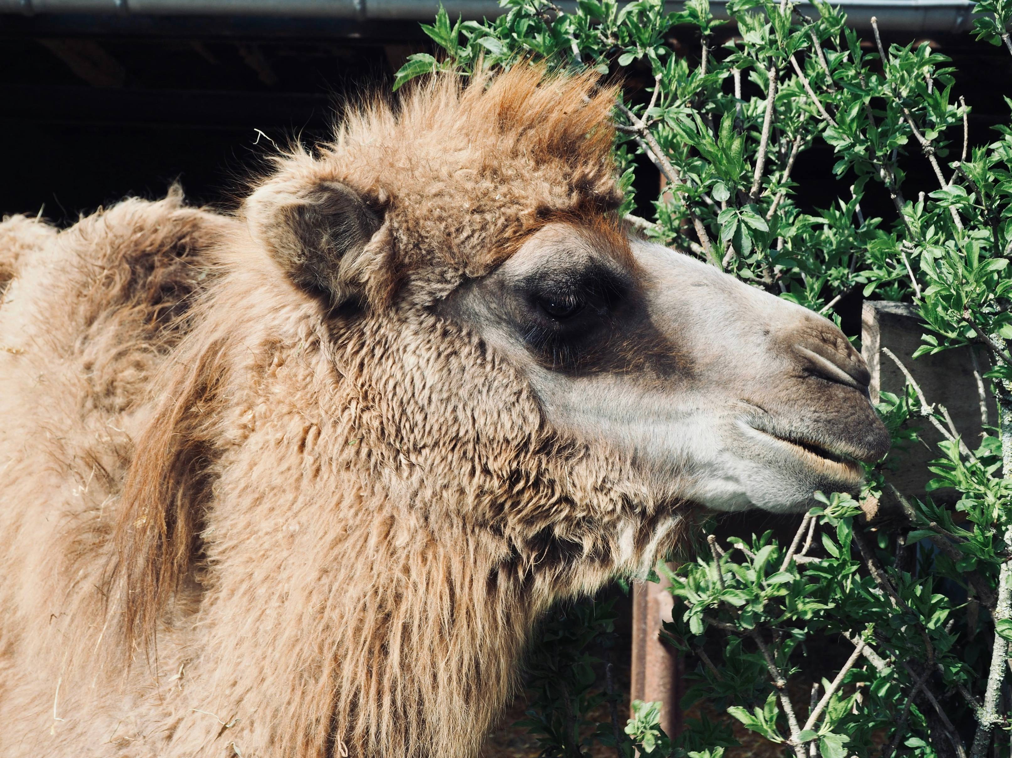 a close up of a camel eating some leaves