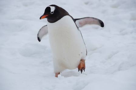Antarctic expert: The Emperor penguin