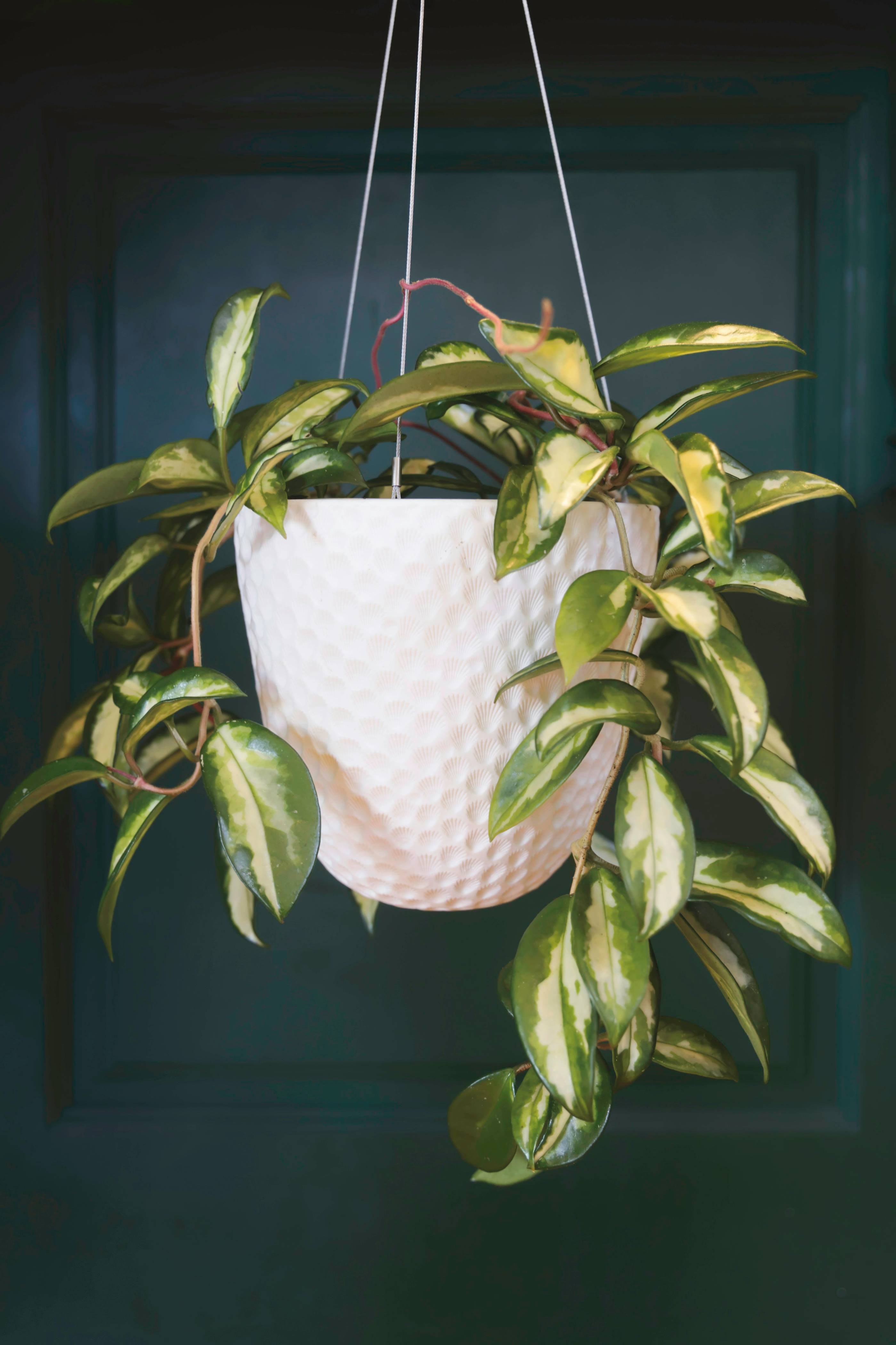 green plant on white pot