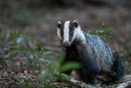 Intriguing Characteristics of the Elusive Badger