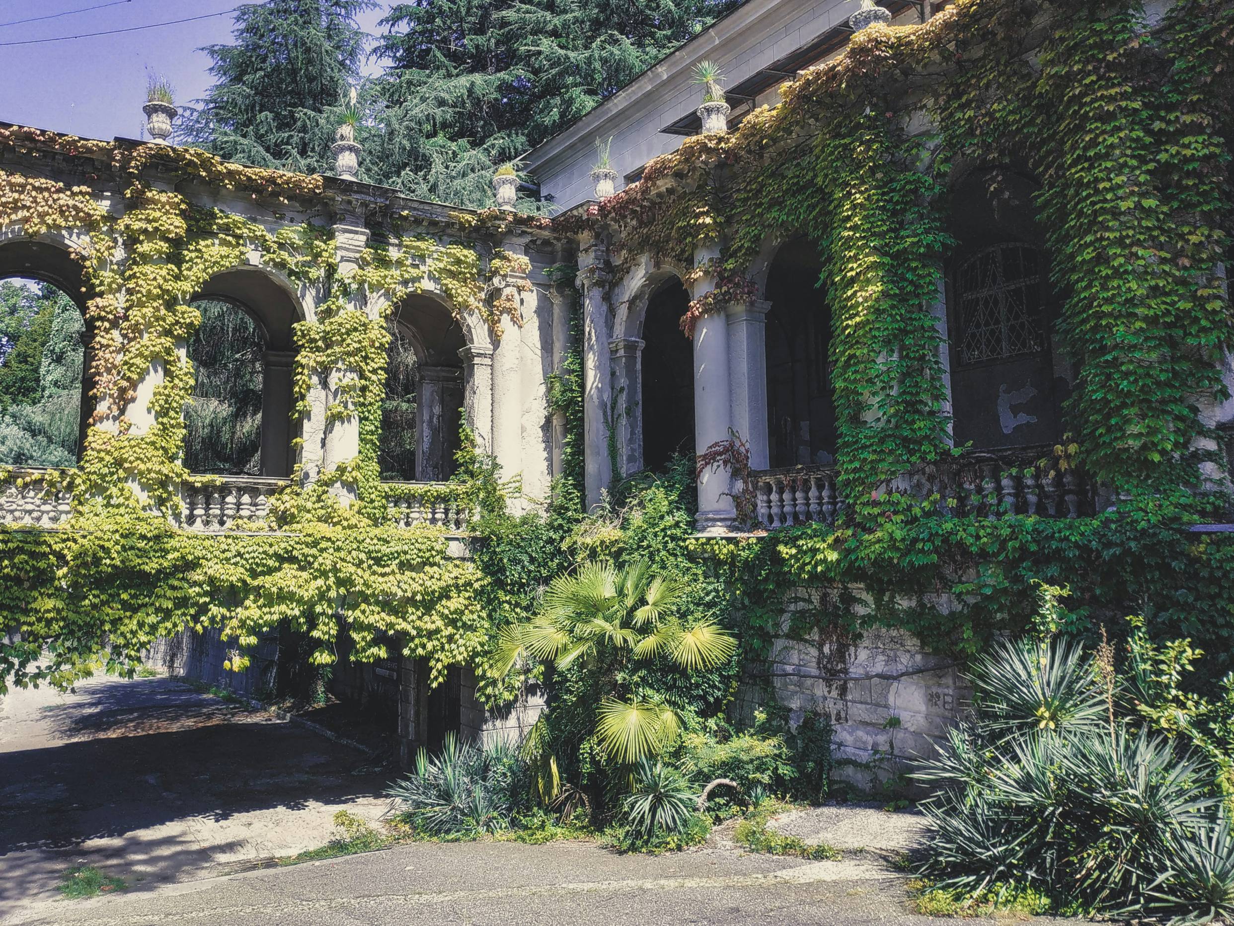白色混凝土建筑上的绿色植物