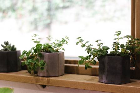 Best Indoor Plants for Window Sills