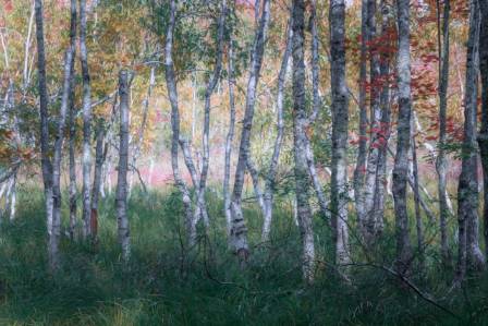 Fairies in the Deep, Dark Forest