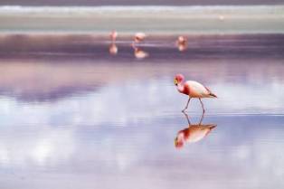 The Flamingo Files: Secrets of the Pink Icons
