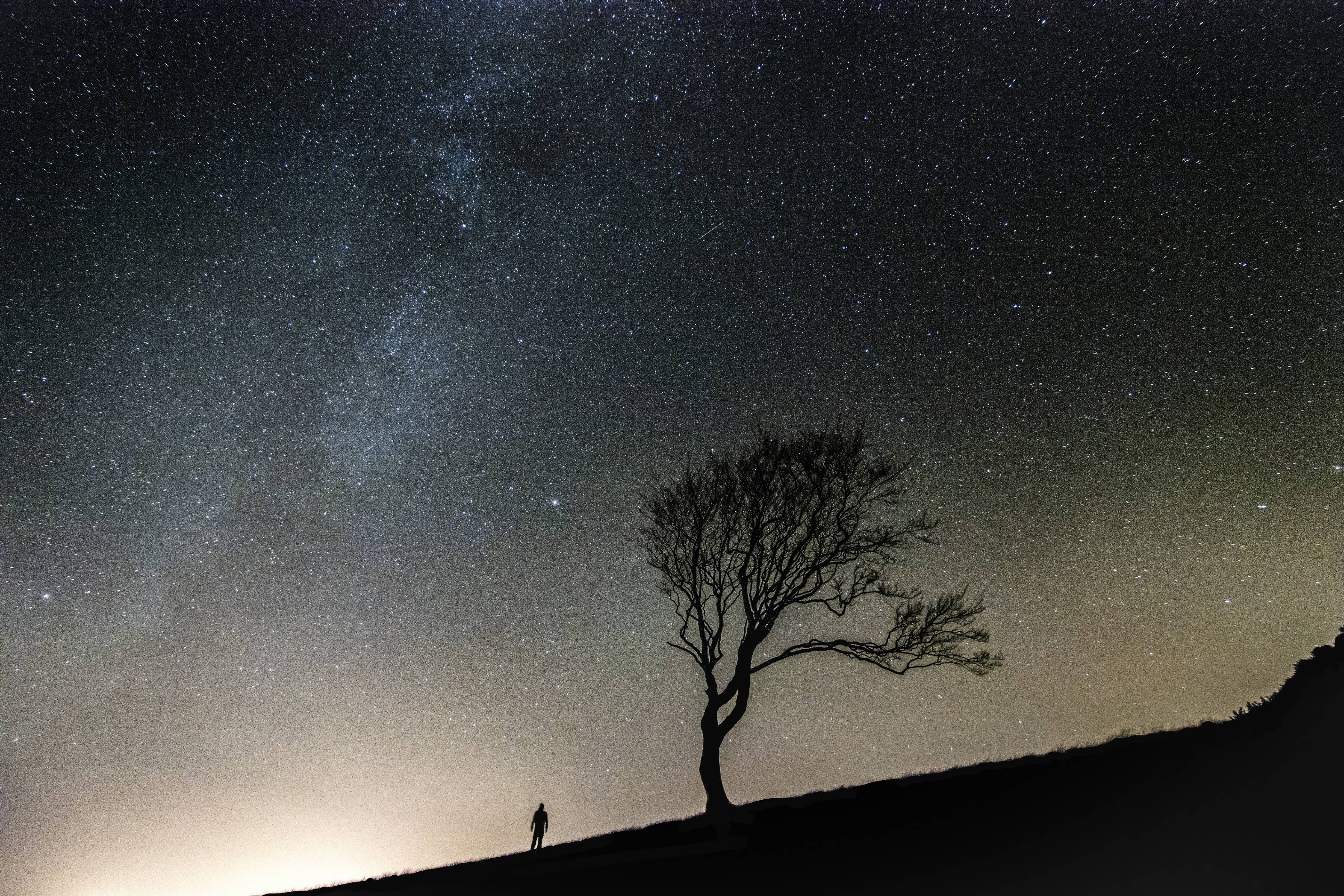 silhouette of person standing along bare tree during nighttime
