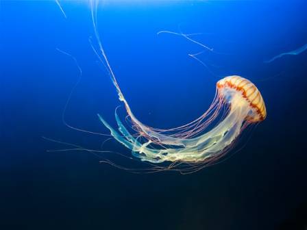 The Most Baffling Sea Dwellers