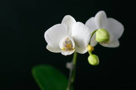 How to Encourage Orchids to Bloom Again
