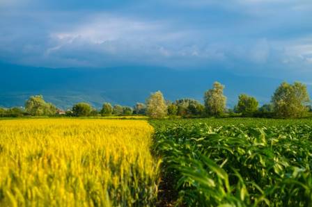 How to Prepare a Field for Planting