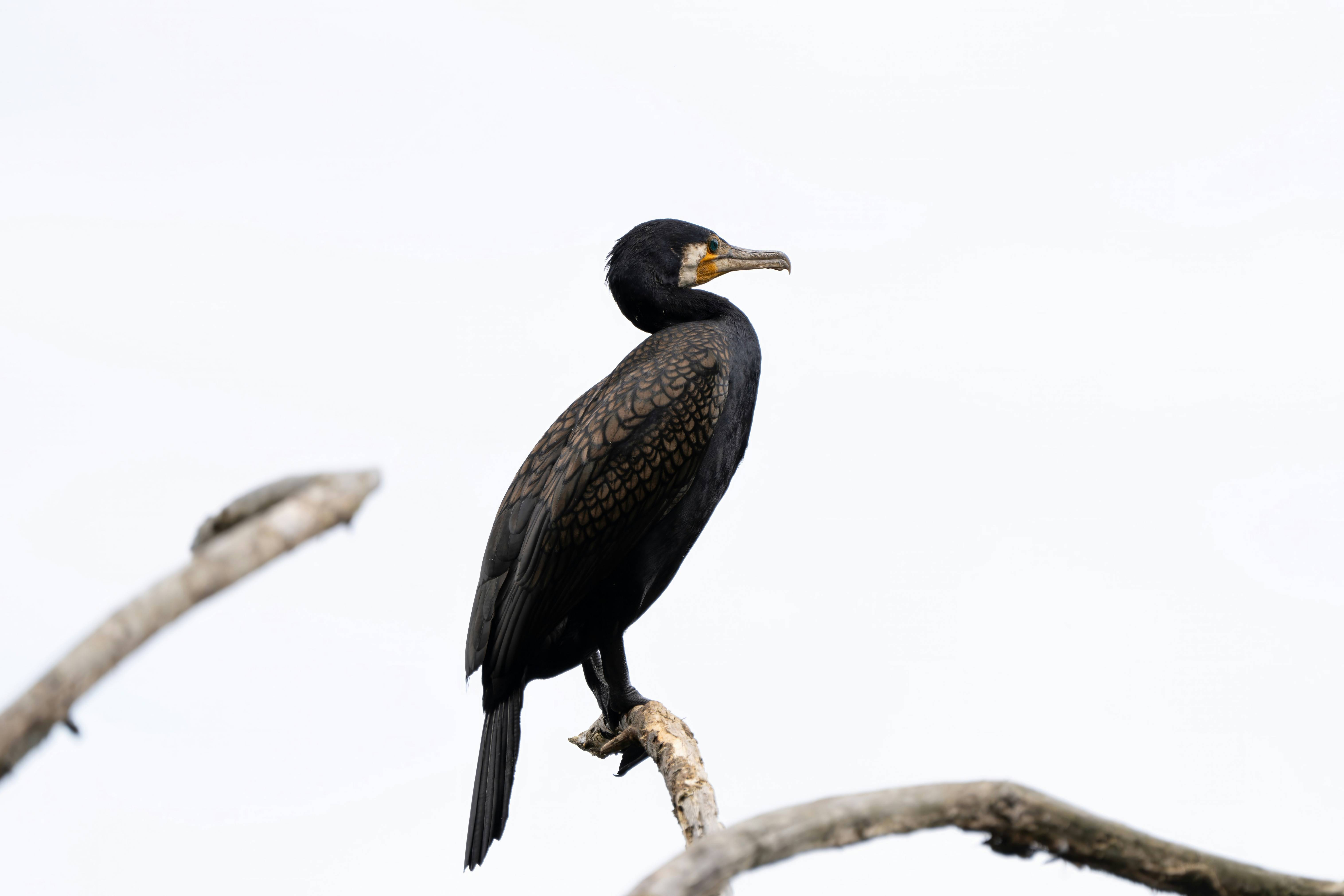 A bird sitting on a branch of a tree