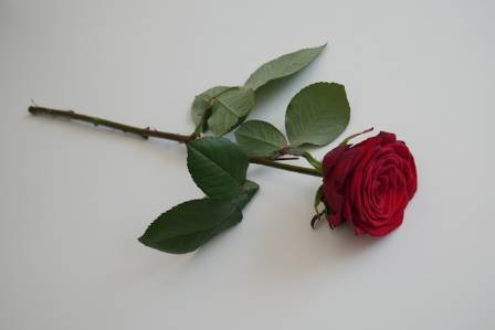 Reviving the Romance: Growing Striking Red Roses in Your Garden