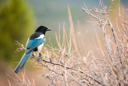 The Intelligence of Magpies