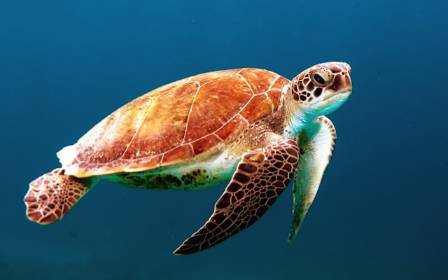 Meet the Ocean's Ancient Navigators: Marine Turtles