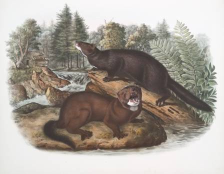 How to paint an otter in watercolour