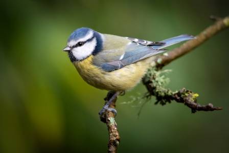 The Eurasian Blue Tit: A Comprehensive Profile