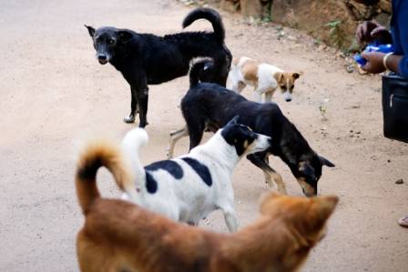 Stray Dogs Innately Understand Human Gestures: Research for Peaceful Co-Existence
