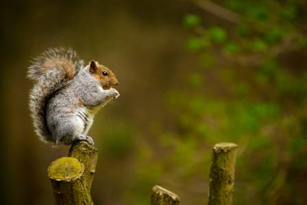 Five Fun Facts About Squirrels