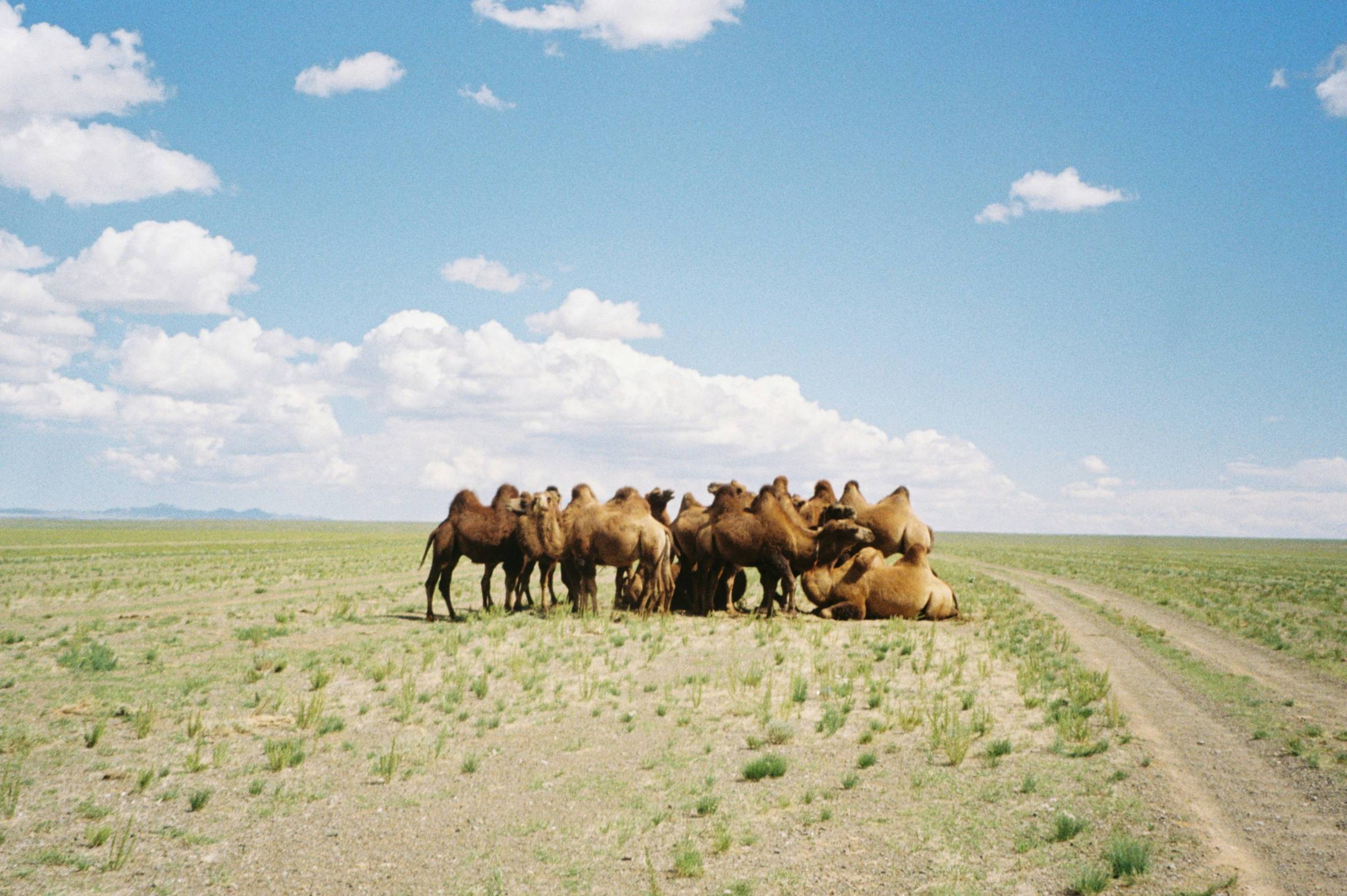 A herd of camels gathered in a grassy field.