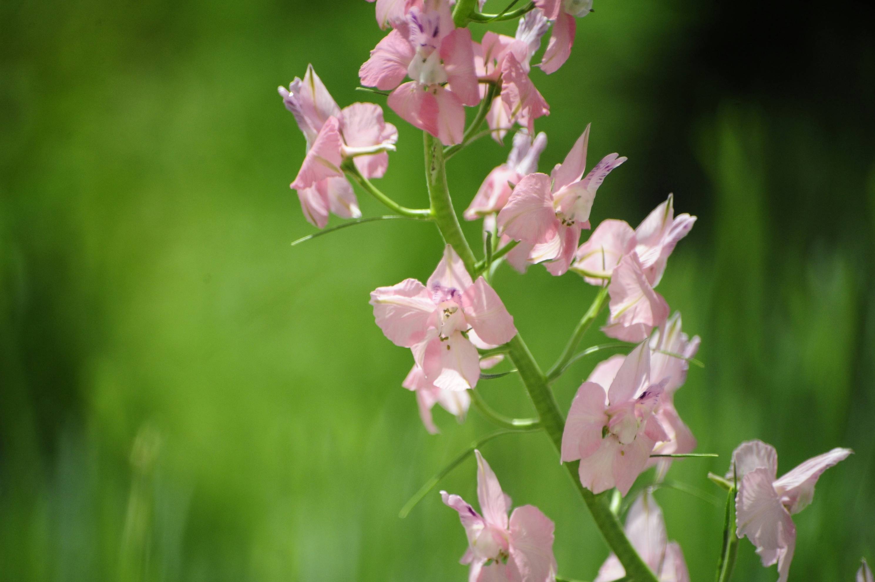 Pink wildflowers bloom against a blurred green background.