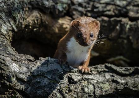 Least Weasel Facts: Animals of North America