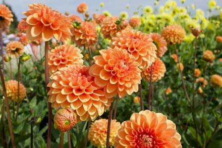 Fundamentals of Growing Dahlias
