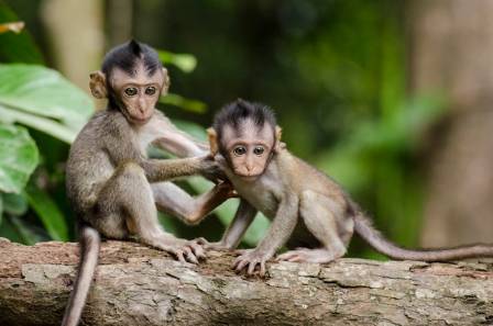 15 Types of Monkeys Climbing Trees All Around the World