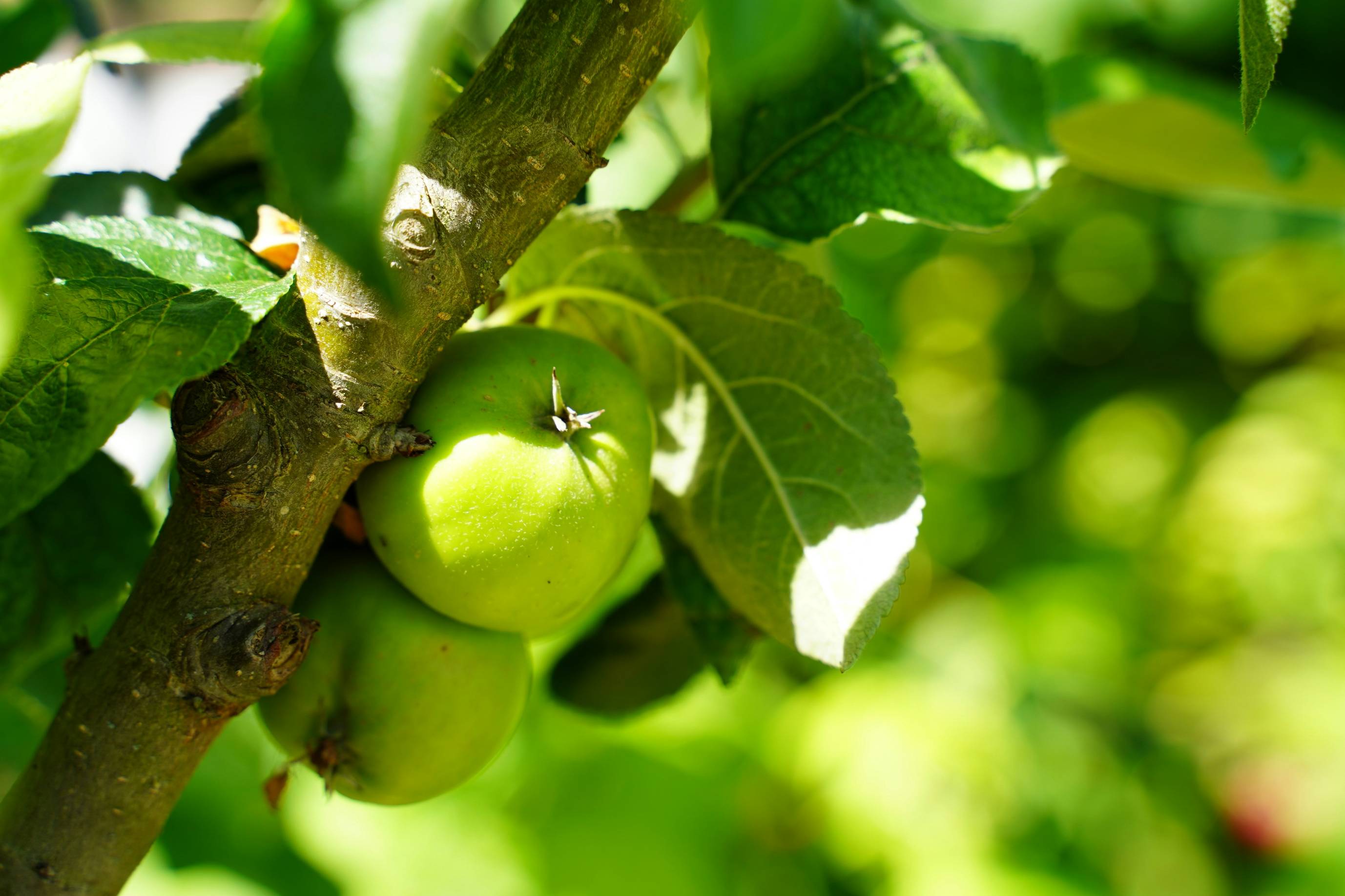 green apple on brown tree branch