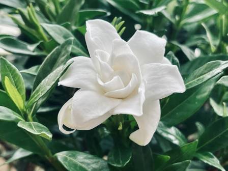 Secrets to Growing Vibrant Gardenias at Home