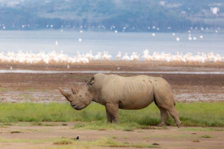 Finding Out the Global Population of White Rhinos
