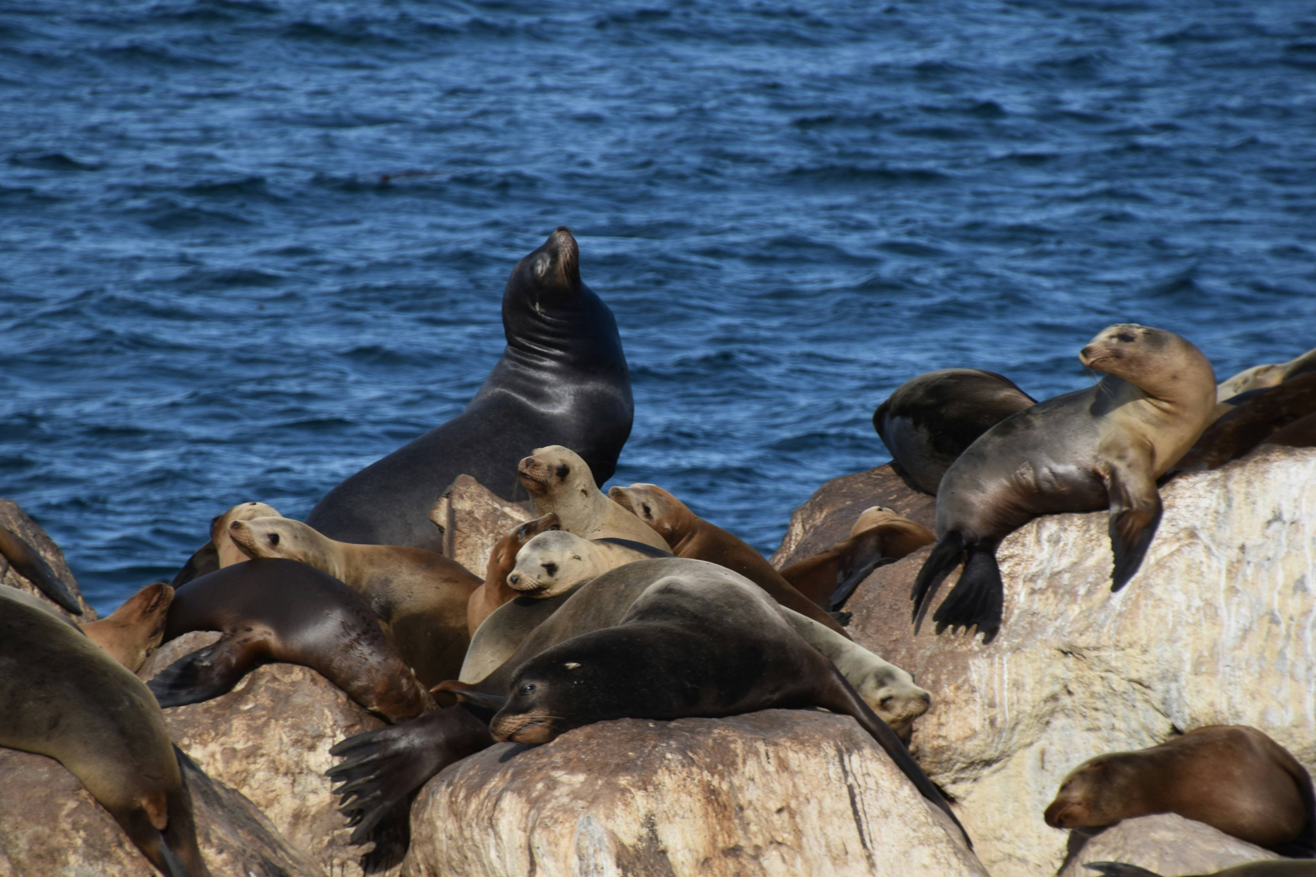 a group of seals on a rock