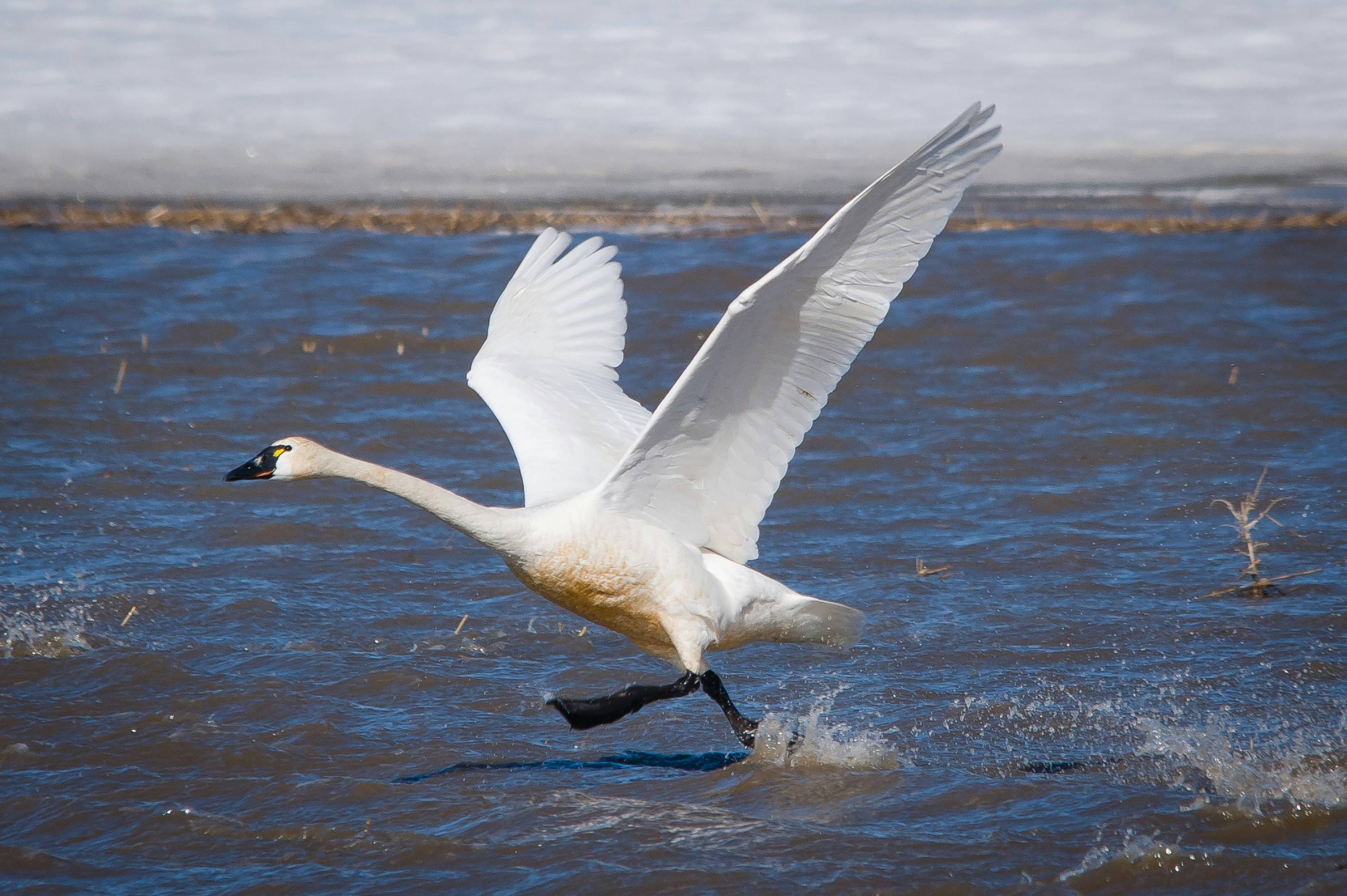 white swan on water during daytime