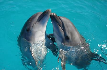 Dolphins: Intelligent Marine Wonders of the Seas and Rivers
