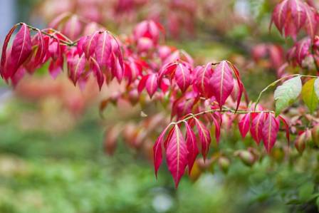 Top Plants for Container Gardens
