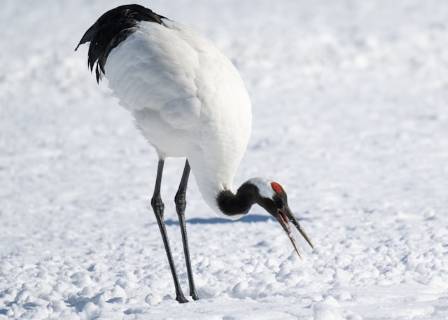 The Stunning Red Crowned Crane and Its Amazing World