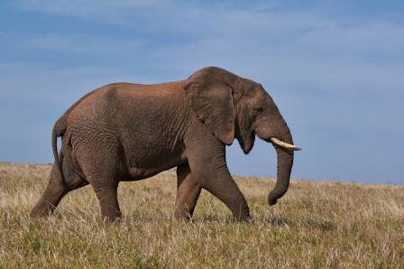 Remarkable Facts About These Gentle Giants