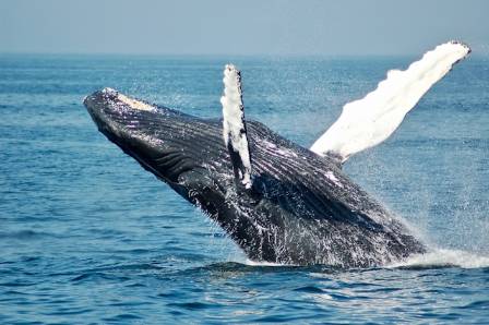 The Incredible World of Whales and Their Secret Deep Ocean Lives