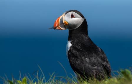 Fun Facts About The Atlantic Puffin