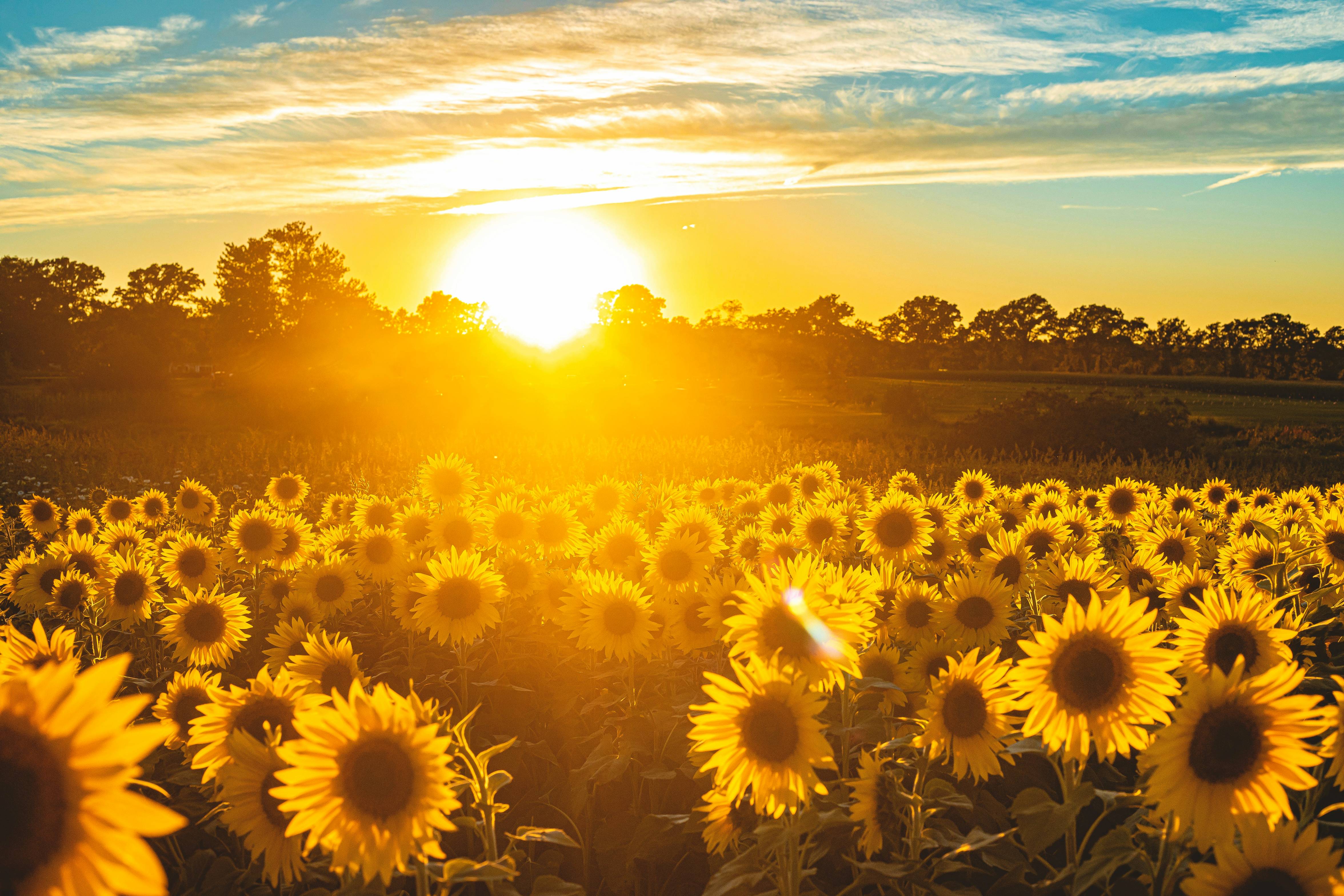 sunflower field under blue sky during sunset