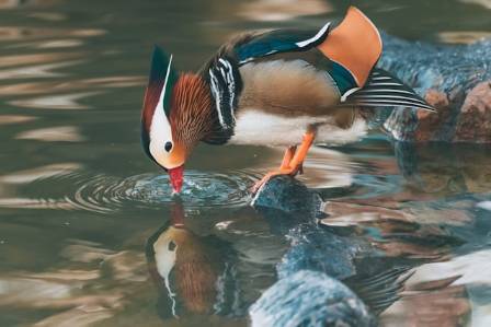 The Most Colorful Facts About Mandarin Ducks