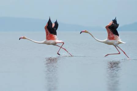 Why Are Flamingos Pink? 10 Fascinating Facts About These Iconic Birds