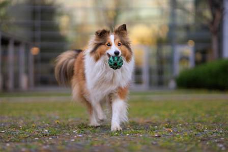 The Most Refined Herding Companion
