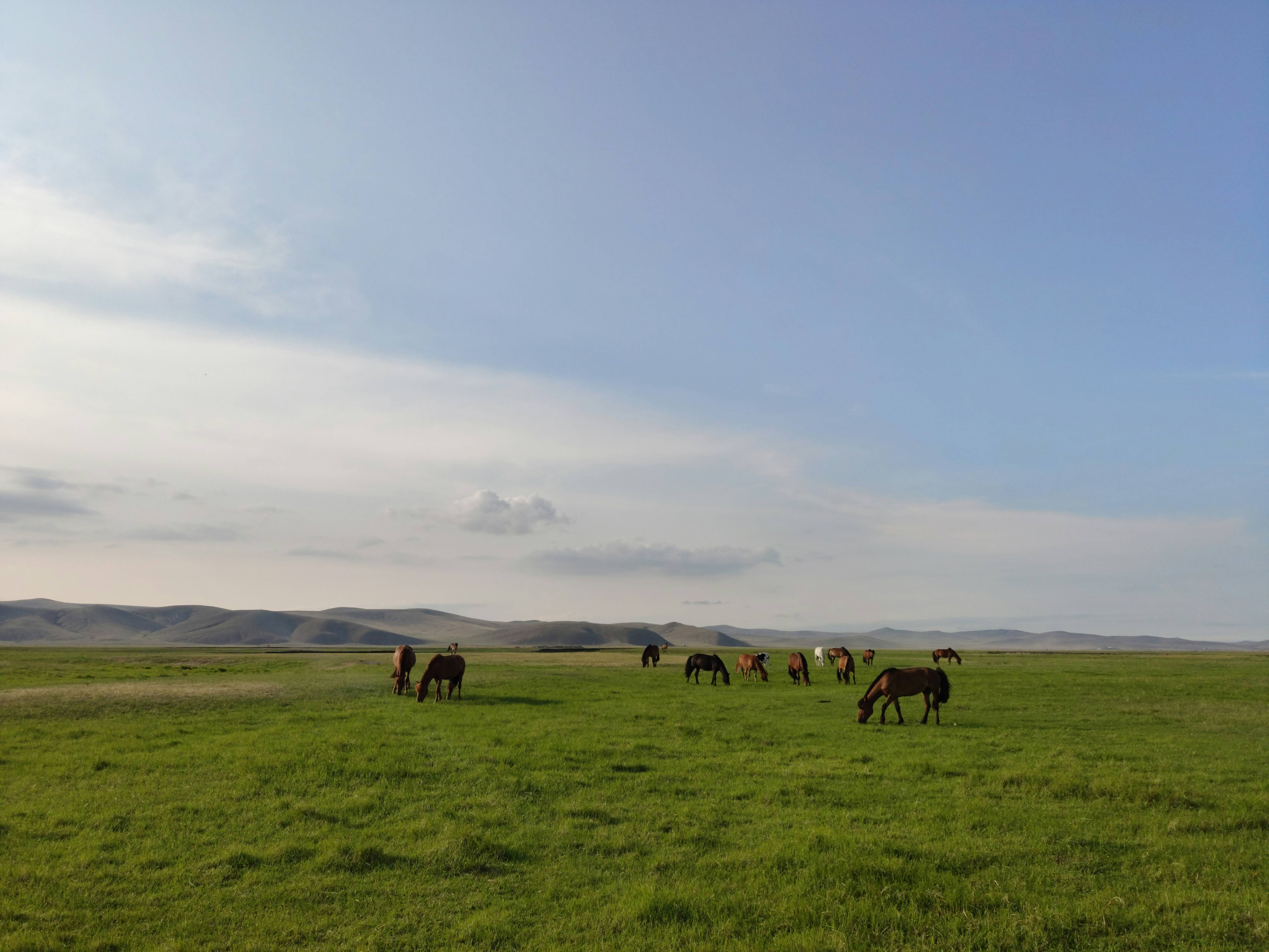 a herd of horses grazing on a lush green field