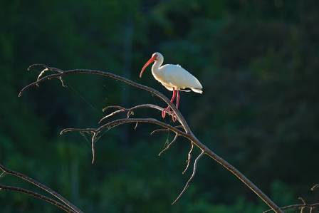 The White Ibis (Eudocimus albus)