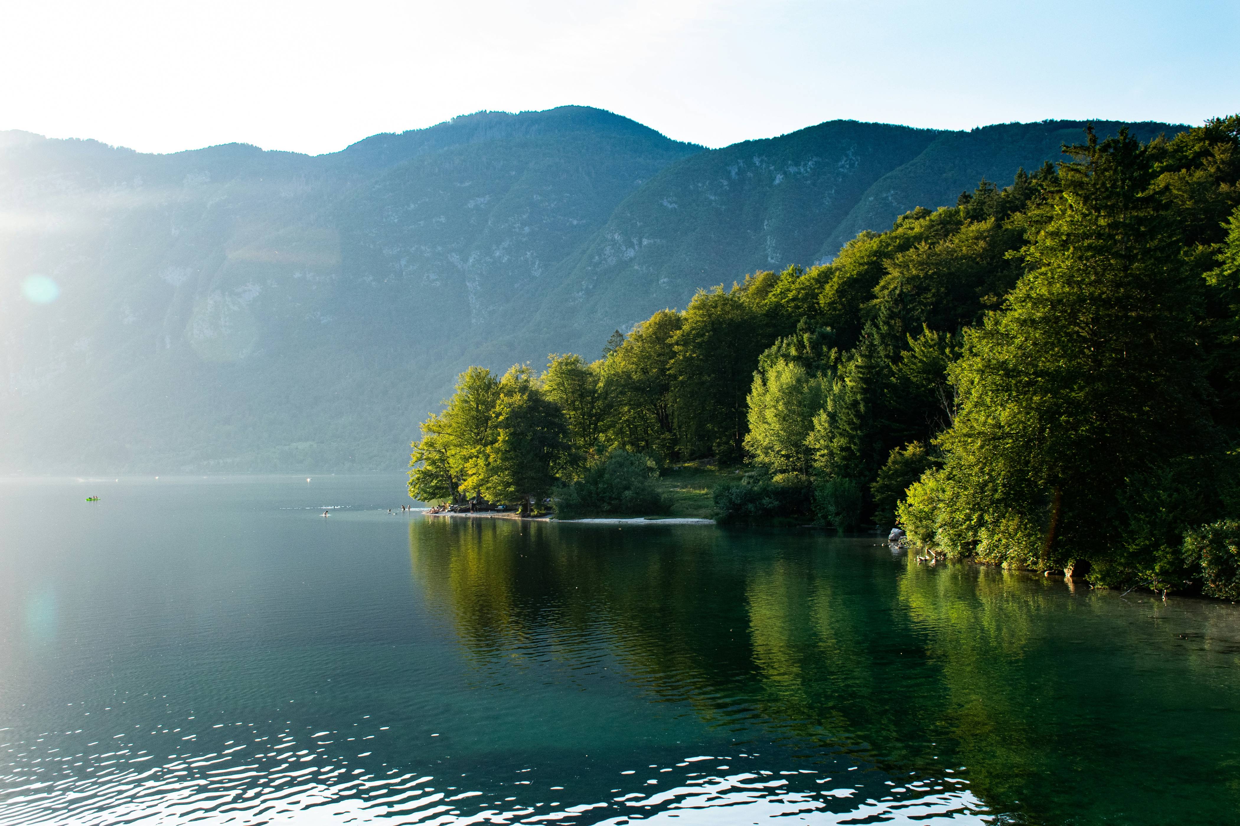 green trees beside lake during daytime