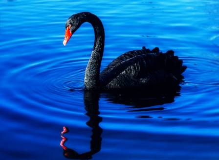 Discovering the Black Swan: Insights into Cygnus atratus