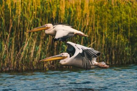Identifying the American White Pelican