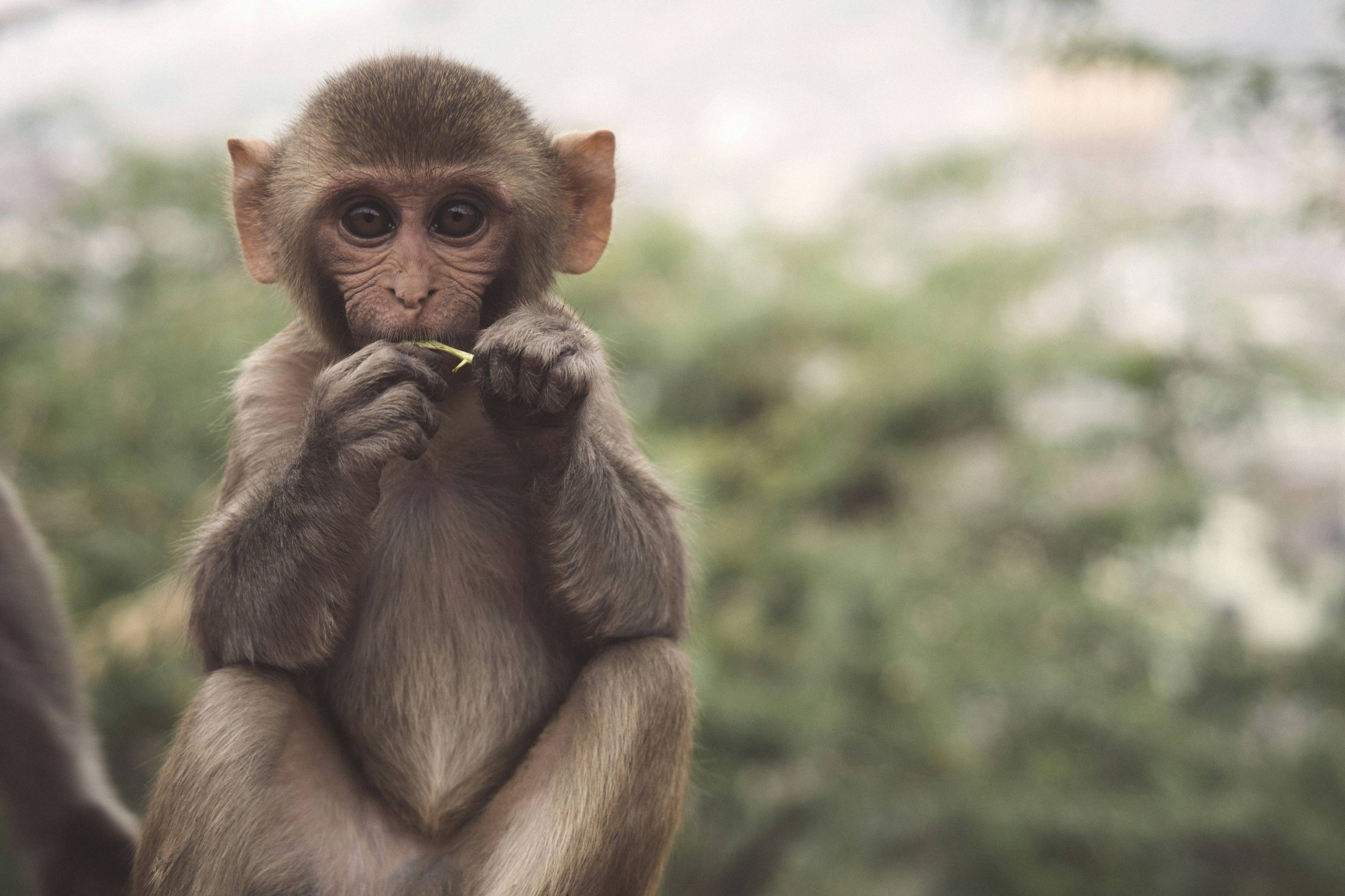 selective photo of brown and white primate
