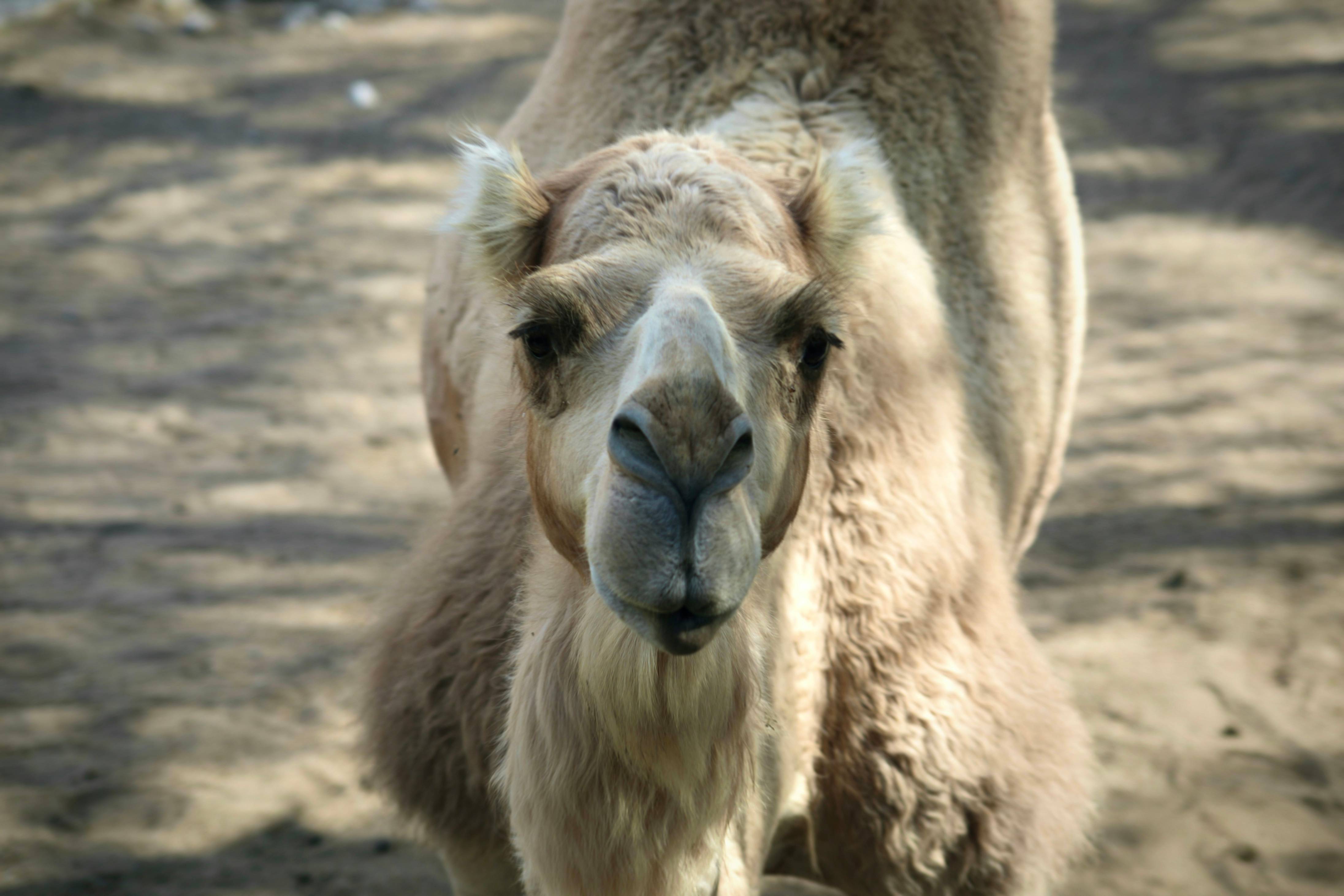 A camel gazes directly at the viewer.