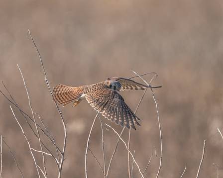 Tiny Hunter: The American Kestrel