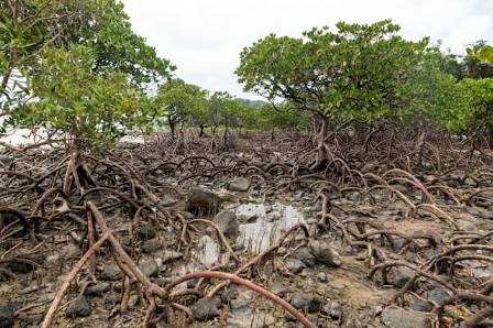 Ten Remarkable Tree Species That Reveal The Hidden Wonders Of Nature